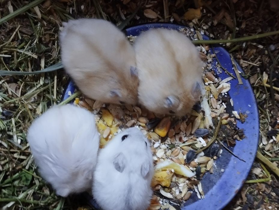 Хомячки різних окрасів