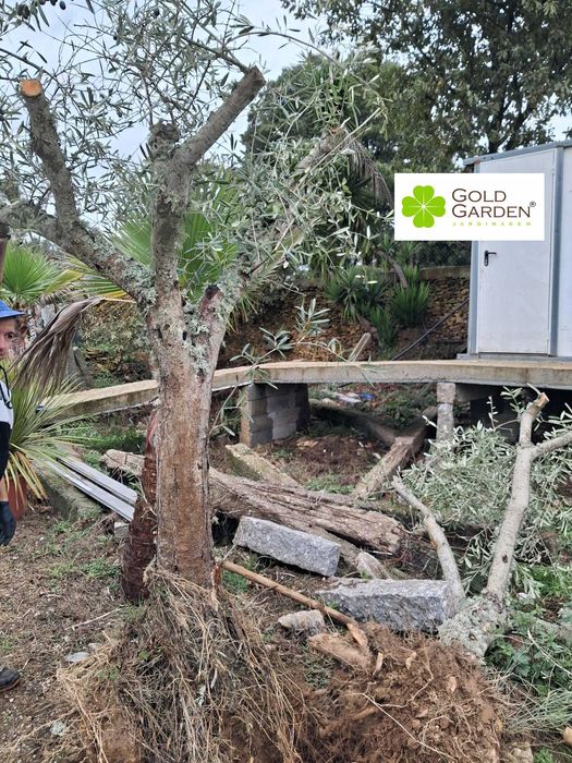 Oliveiras para Jardim