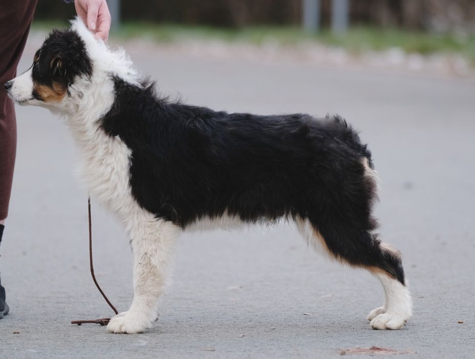 Owczarek australijski typ amerykanski, tricolor, ZKwP/FCI