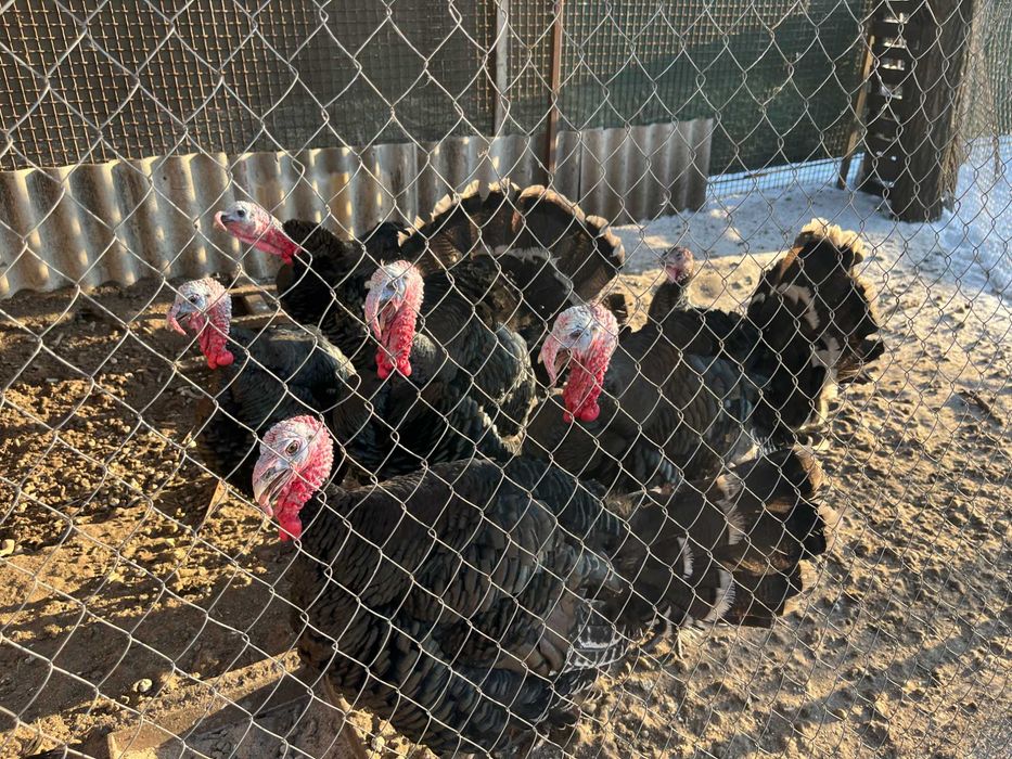 Молоді індикі на розвід, самці