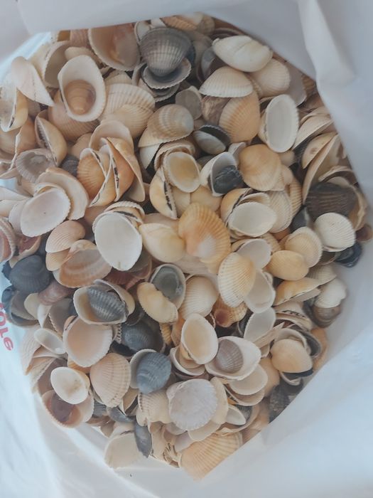 Ракушки гребінець