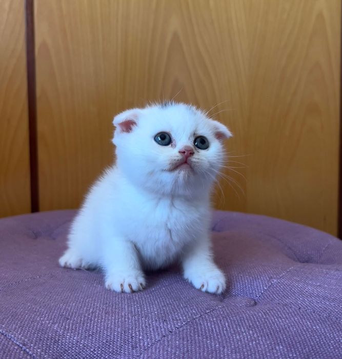 Gatinho Scottish Fold