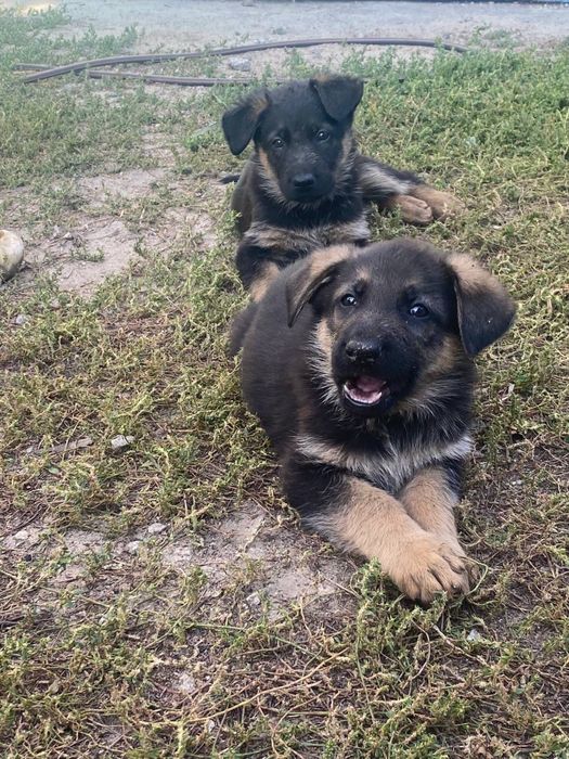 Цуценята овчарки