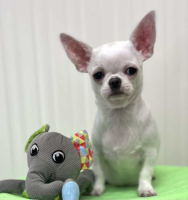 Chihuahua Femea disponivel