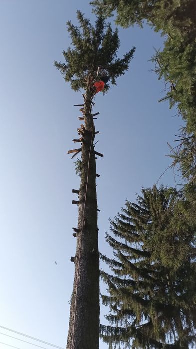 Зрізати дерево, зрізання дерев, спиляти дерево, обрізка дерев