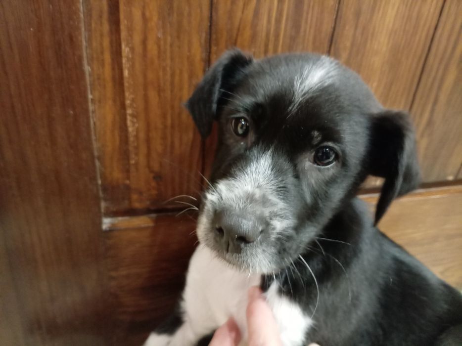 szczeniak szukaja domu