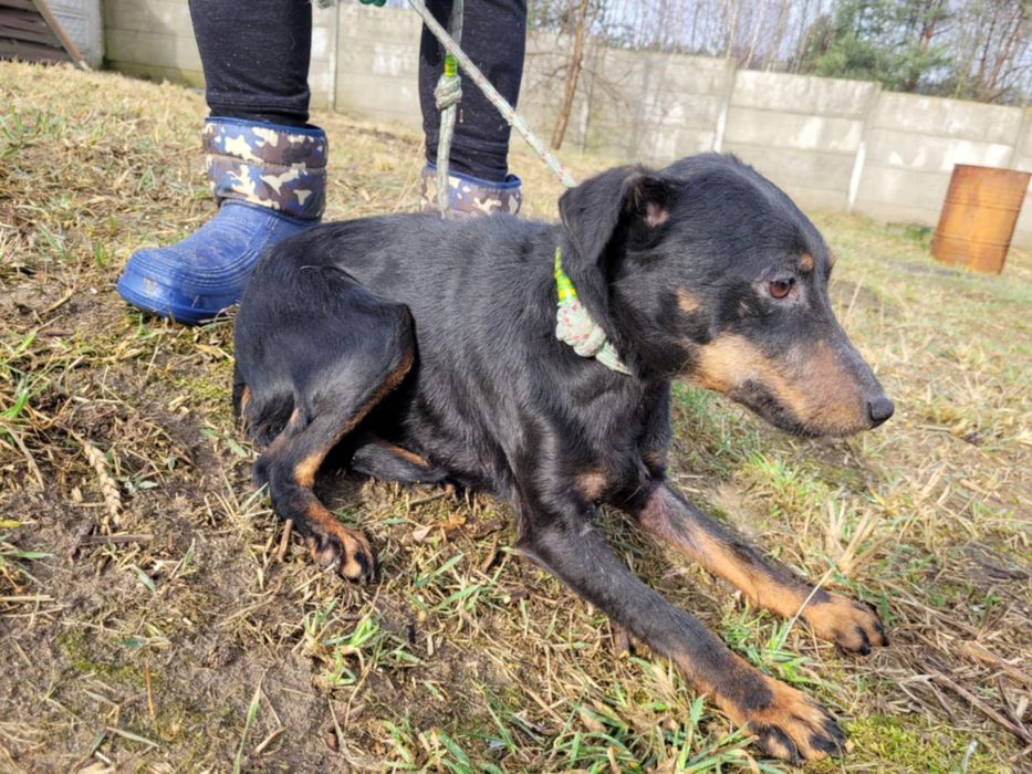 KOLA - mimo strachu, łagodna i cicha