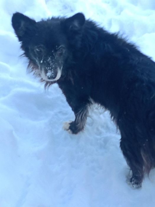 Максік шукає люблячого господаря