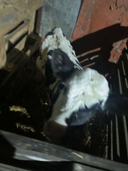 Sprzedam cielaka- jałoszka 2 tygodnie