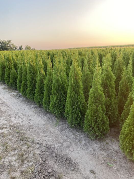 Tuja Szmaragd 140-150cm DOSTAWA ‼️ SADZENIE ‼️ PRODUCENT