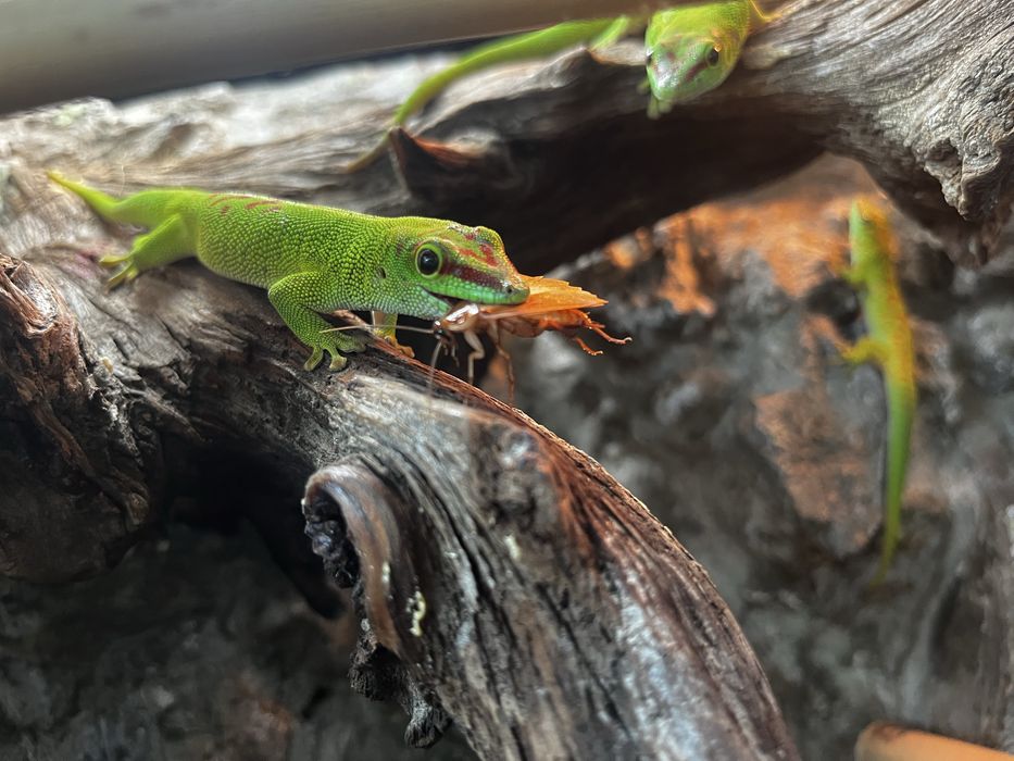 Jaszczurki madagaskarskie