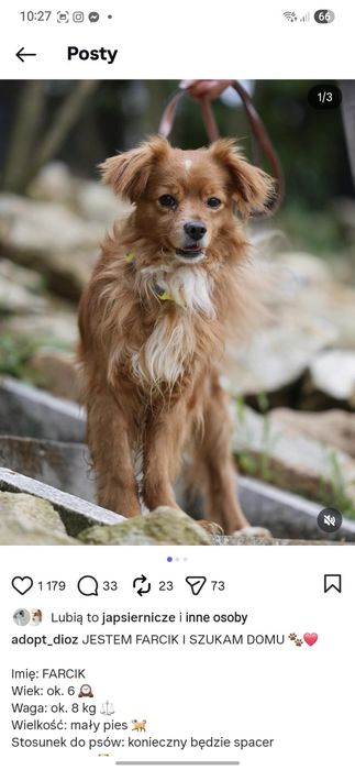 8 kg samiec do adopcji