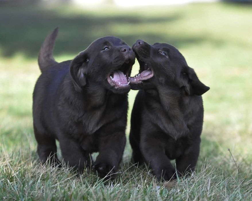 Labrador Retriever szczenie z rodowodem ZKwP, FCI Badania Genetyczne