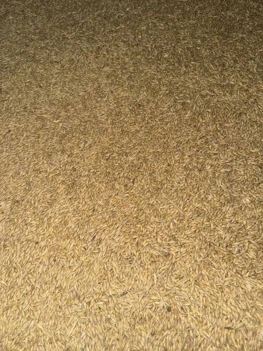 Продам пшеницю,ячмінь,суху кукурудзу