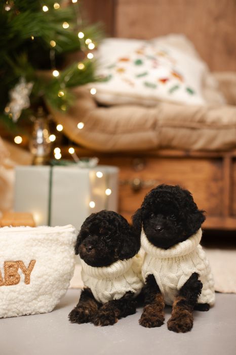 Той пудель фантом з родоводом!