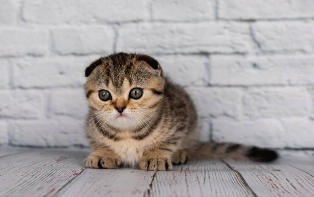 Scottish fold - Шотландський  висловухий котик ,  досі вільний.