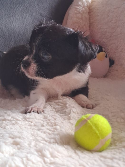 chihuahua macho pelo longo