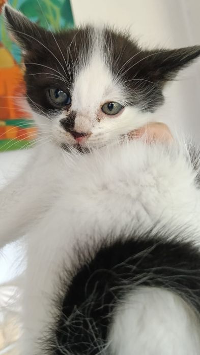 Gatinhos bebés para adoção