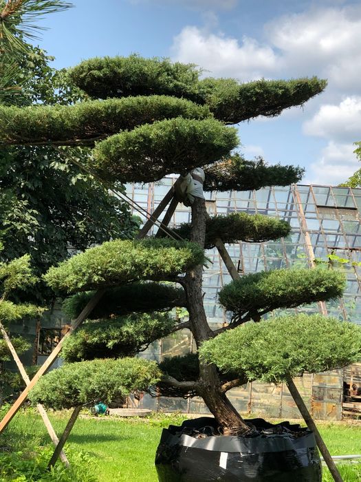 Duży Bonsai ,Big Bonsai,  jałowiec