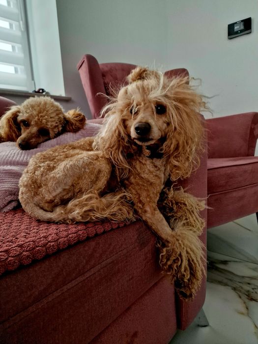 FCI Pudel toy/ miniatura RED Dorosły pudel samiec z upr..