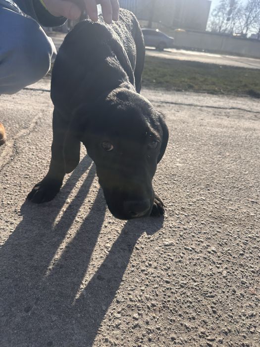 Лабрадор цуценя шукає своіх господарів