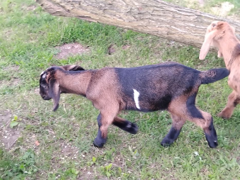 Козенята англонубійські відсоткові