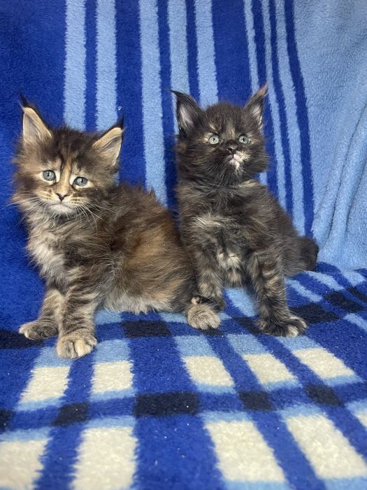 Мейн-кушата левенята