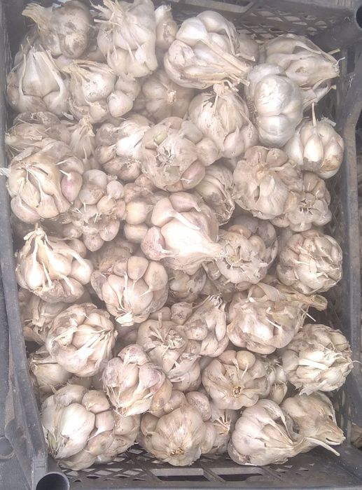 Насінєвий  безстрілковий часник (сорт Месідор)