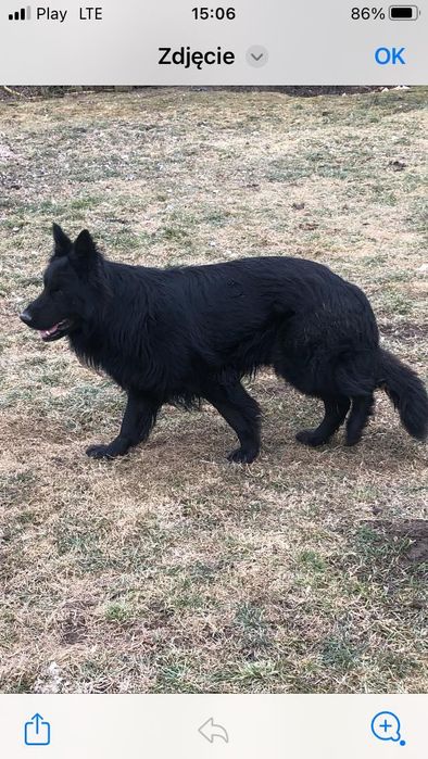 Owczarek staroniemiecki długowłosy czarny
