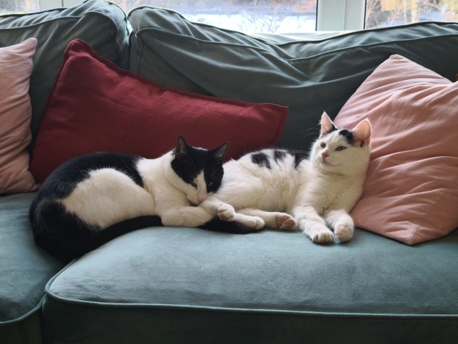 Oddam kota, miła spokojna, korzysta z kuwety