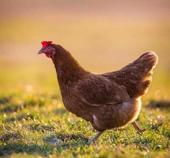 Kury nioski Messa z jajkiem odchowane dowóz gratis