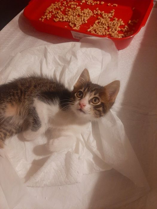 Котенок  срочно ищет дом