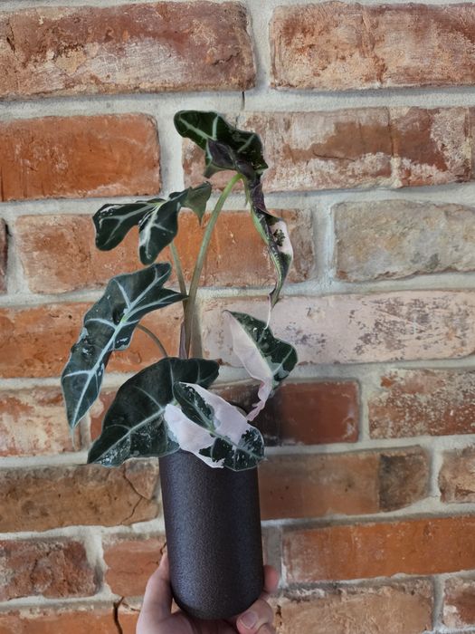 Alocasia Polly Variegated Snow Pink Superb