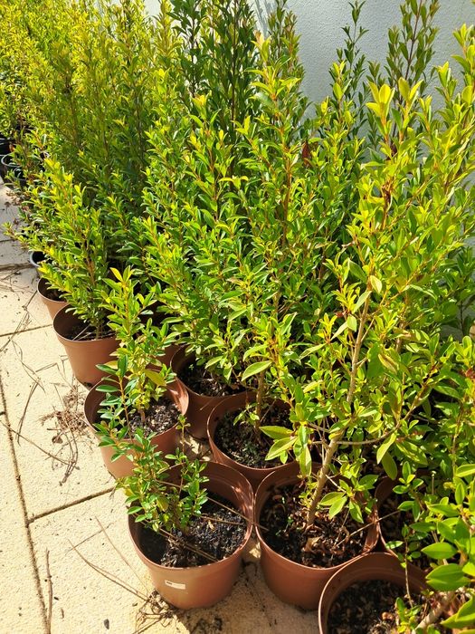 Eugénias Myrtifolia Newport