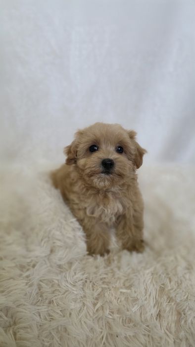 Maltipoo -wyjątkowa suczka. Mała domowa hodowla.