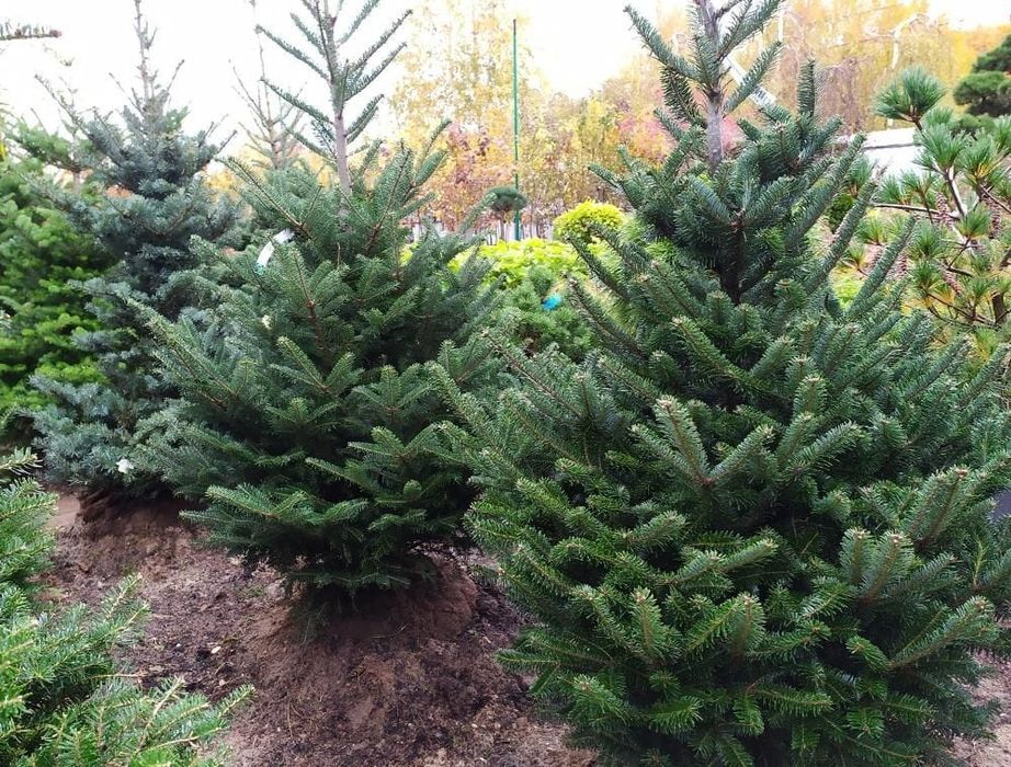 Jodła Kaukaska z Danii,Pomorza,świerk, Cięte oraz doniczkowe
