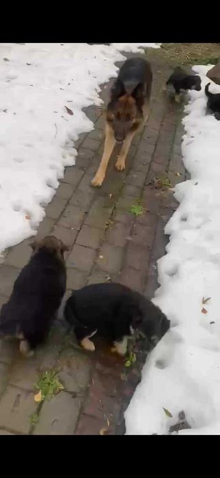 Malutkie pieski owczarki niemieckie szukają domu