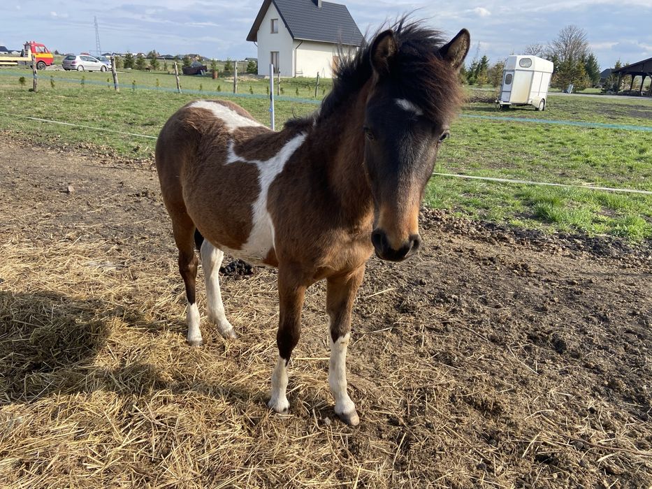 Ogier Hucuł Walientte Programowy