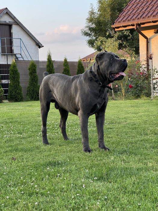 Cane corso suczka czarna