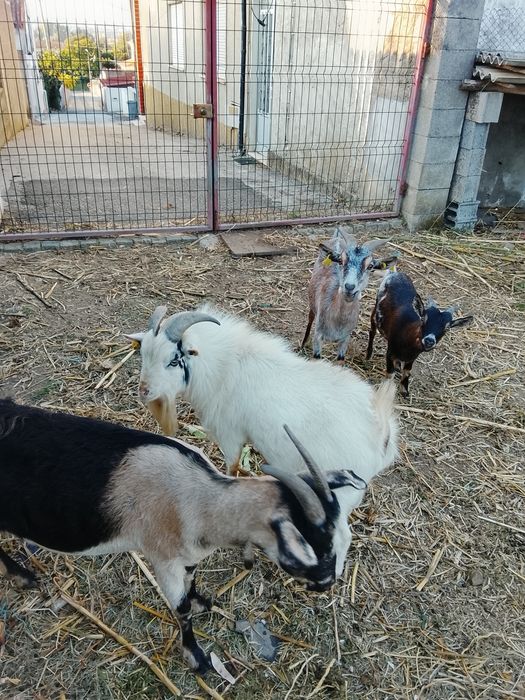 Cabras 2 normais e 2 anãs