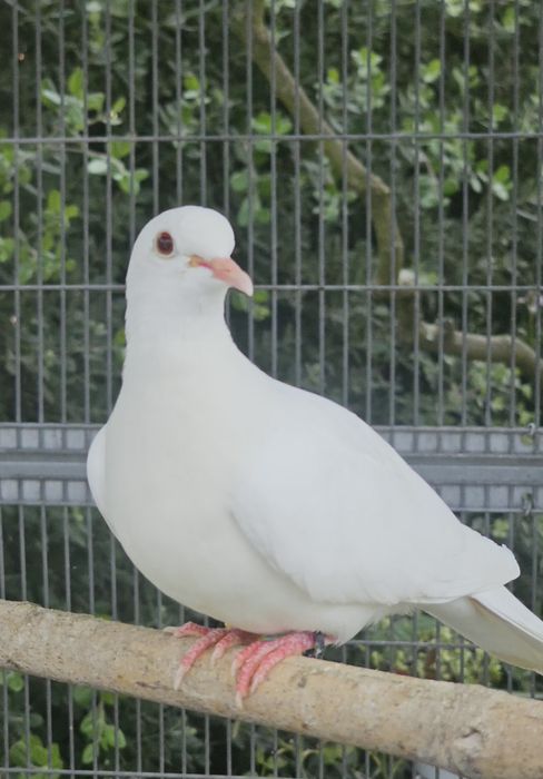 Animais de Quinta