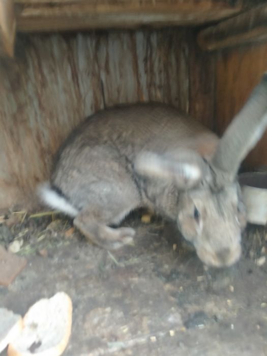 Кролики різного віку