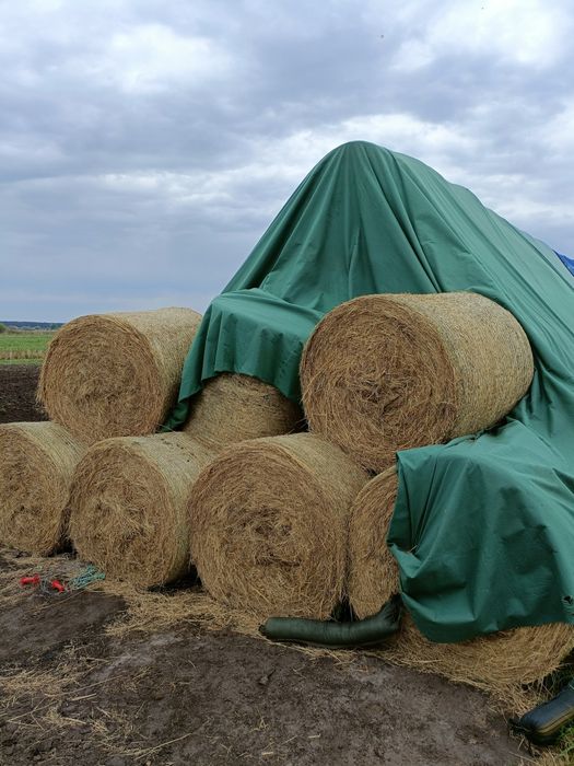 Siano w belach 125/123