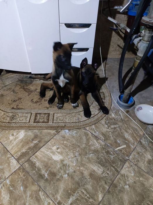 Цуценята малінуа