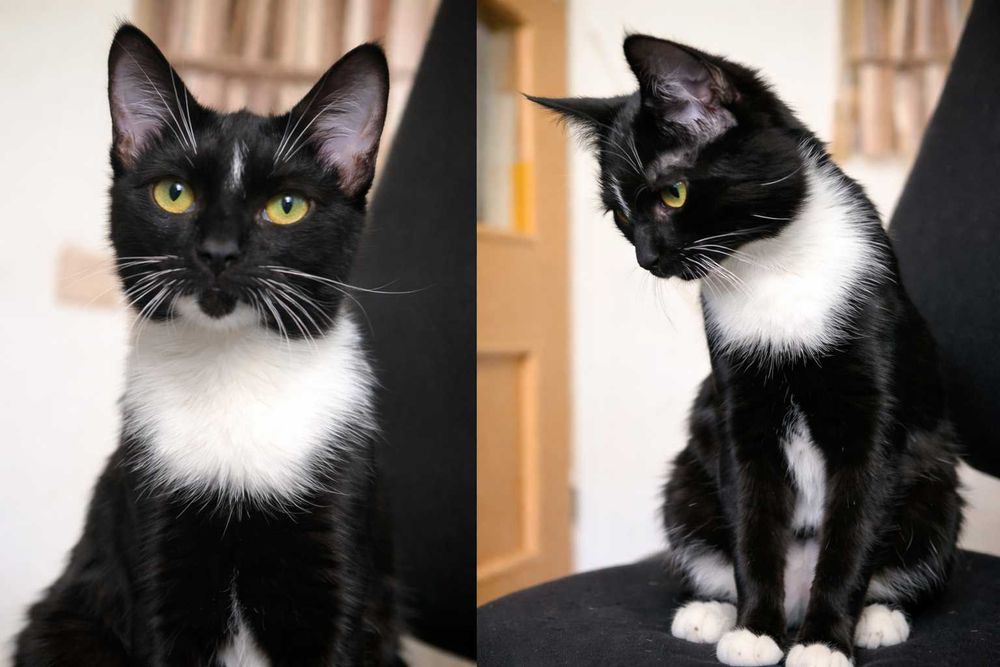 Piękny Kocurek RINO