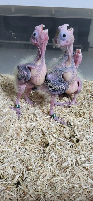 Últimas Caturra bebé muito mansa  – Pinhal Novo