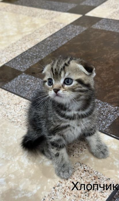 Шотландські кошенята