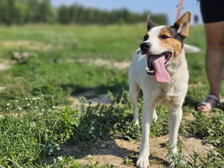 Pixel wspaniały pies do adopcji