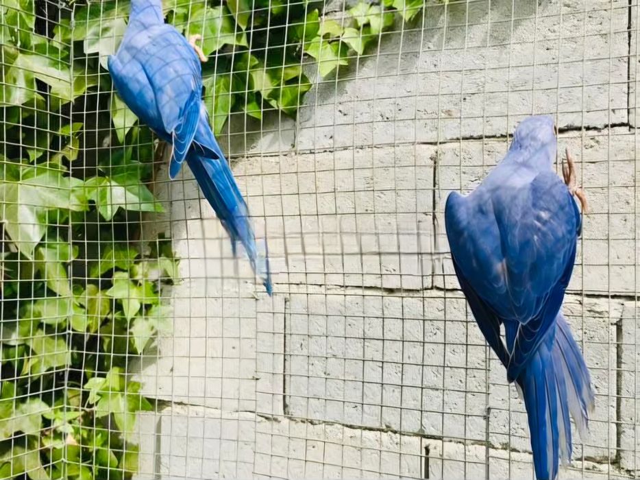 Fêmeas ring neck para criação