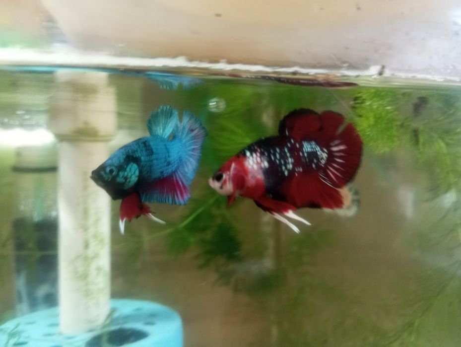 Півники плакатні